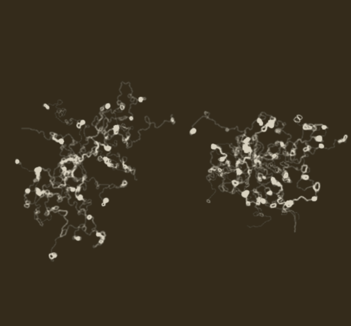 Mycelium network growth with branching patterns